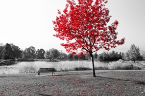 Черно-белое фото парка с выделенным красным деревом