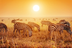 Зебры в саванне на закате
