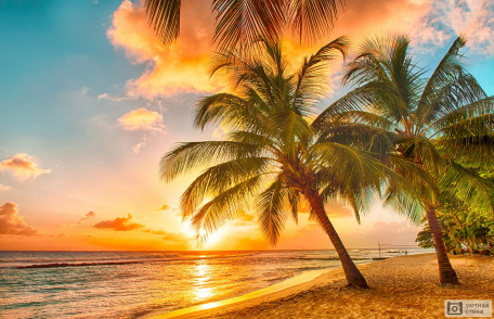 Пальмы на пляже  Карибский остров Барбадос