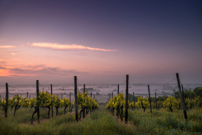 Виноградные поля на рассвете