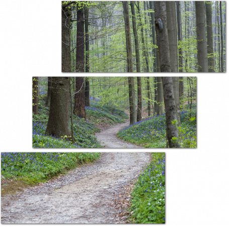 Путь в лес с колокольчиками