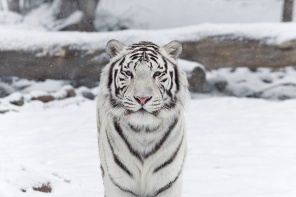 Белый тигр на снегу