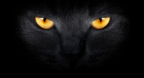 Взгляд кота из темноты