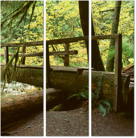 Деревянный мост в тропическом лесу