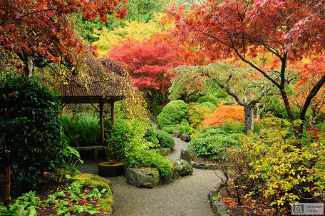 Яркий японский сад осенью