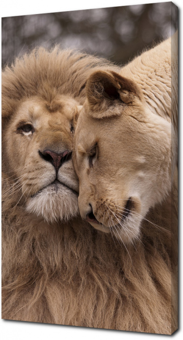 Пара льва и львицы
