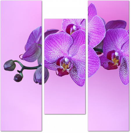 Фиолетовая орхидея на розовом фоне