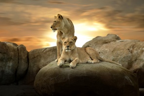 Африканские львы