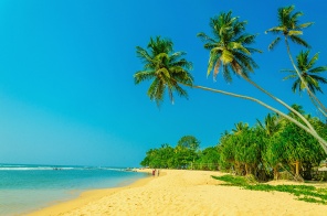 Море с золотым песком и зелеными пальмами