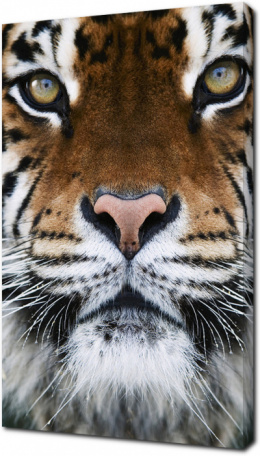 Красивая морда тигра крупным планом