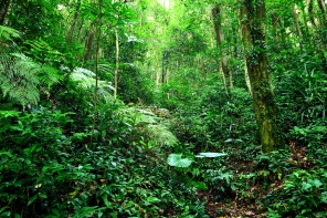Тропический лес в джунглях