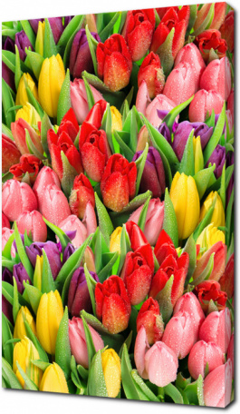 Разноцветные тюльпаны с каплями воды