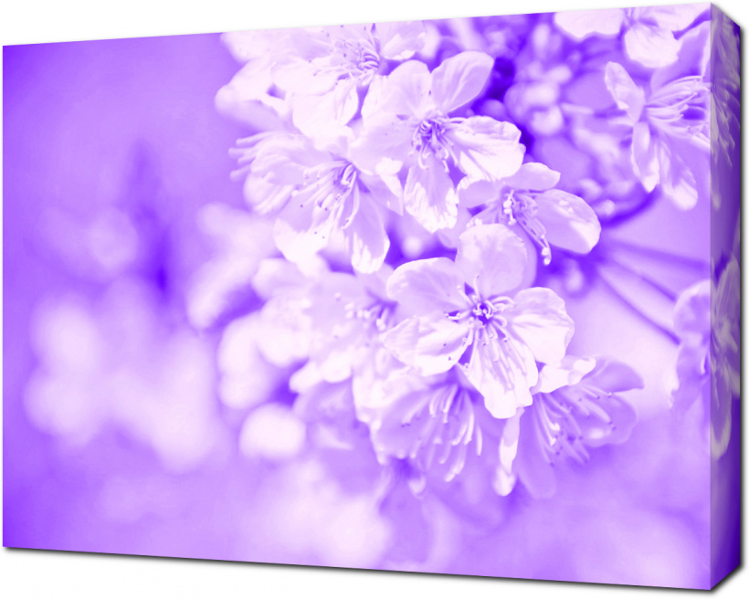 Фиолетовые цветки яблони