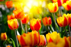 Желто-красные тюльпаны в лучах солнца