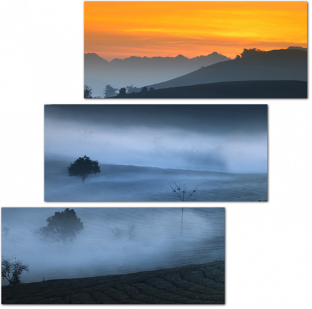 Туман утром на плантациях