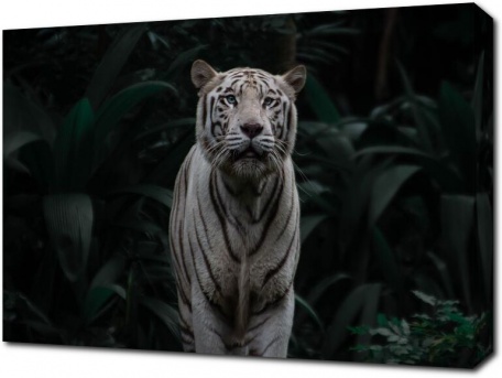 Белый тигр среди тропических листьев