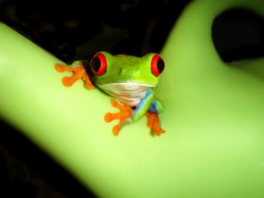 Древесная лягушка на зеленом растении