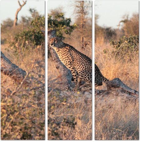 Высматривающий добычу гепард