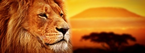 Профиль льва на закате