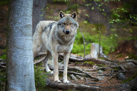 Волк вышедший из леса
