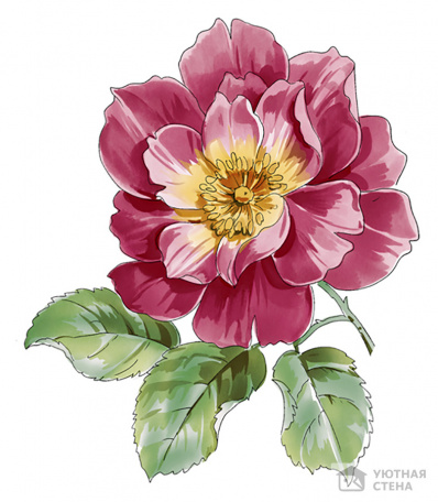 Акварельный рисунок с розовым цветком