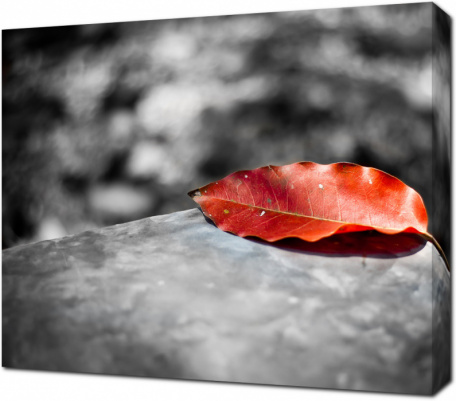 Красный листок дерева на черно-белом фоне