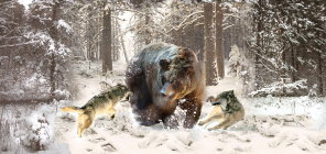 Волки и медведь