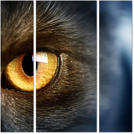 Жёлтый глаз кота
