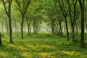 Зелёный лес
