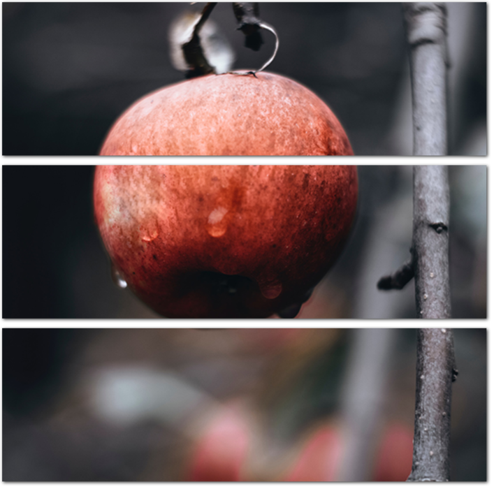 Яблоко на ветке после дождя