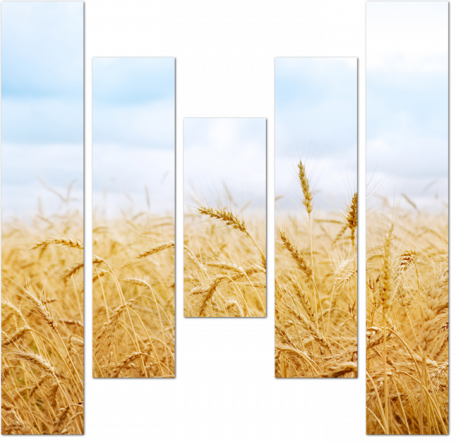 Поля пшеницы
