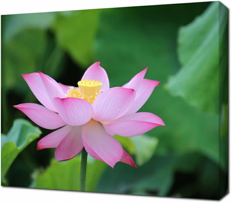 Лотос ясным днем