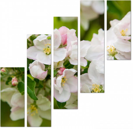 Нарядные цветки яблони