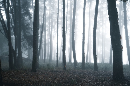 Окраина туманного леса