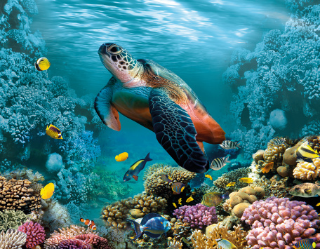 Дивная морская черепаха