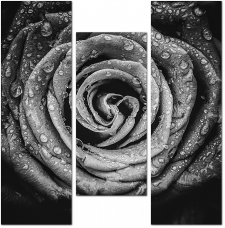 Черно-белая роза крупным планом
