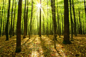 Солнечные лучи в осеннем лесу
