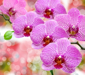 Цветы орхидеи на красивом фоне
