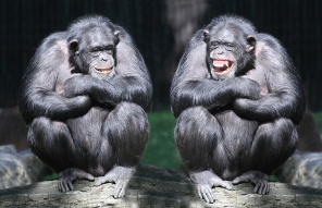 Две весёлые шимпанзе