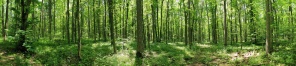 Панорама зеленого лесного пейзажа