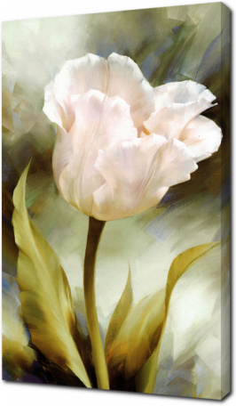 Бархатный тюльпан