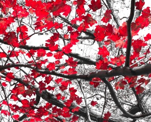 Красные листья на черно-белом фоне