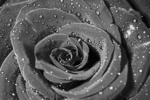 Черно-белый бутон розы с каплями росы