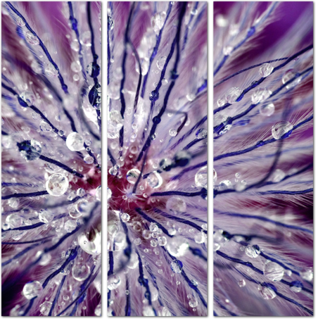 Фиолетовый цветок с каплями росы