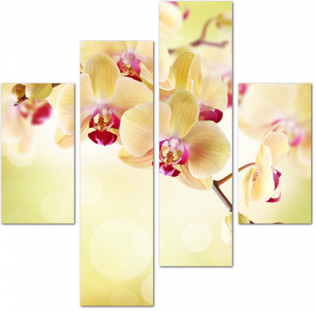 Желтые орхидеи на светлом фоне