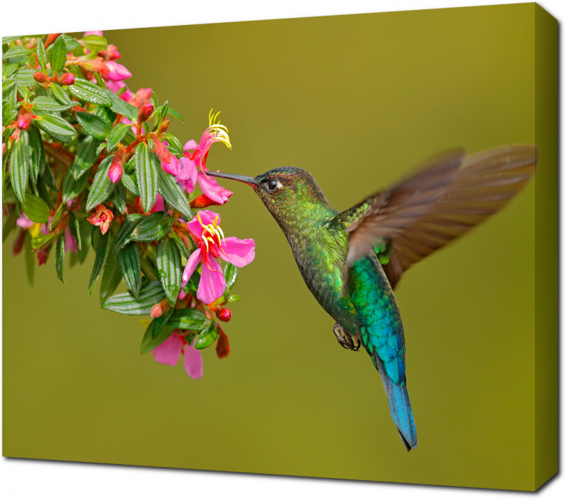 Радужная колибри