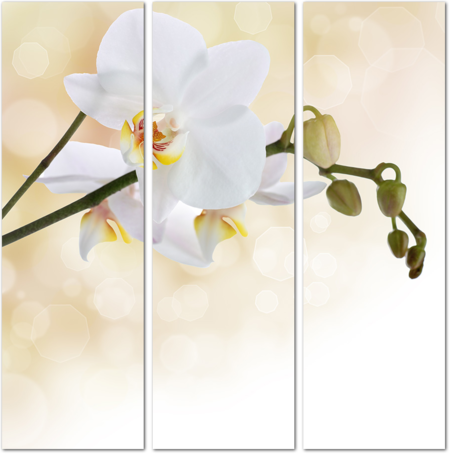 Белые орхидеи на бежевом фоне
