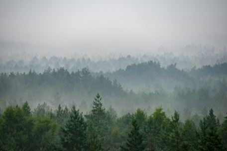 Туманные дали леса