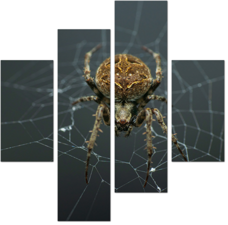 Опасный паук крестовик