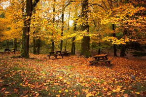 Осенний лес со скамейками